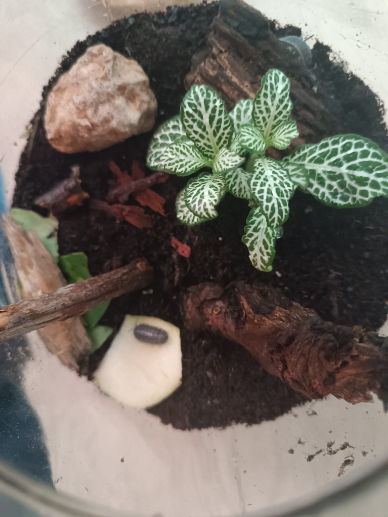 Terrario cerrado con plantas y un trozo de manzana para los isópodos