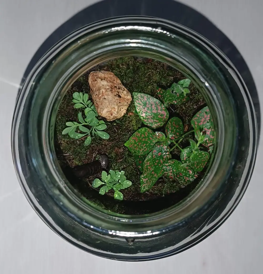 Mi terrario cerrado real