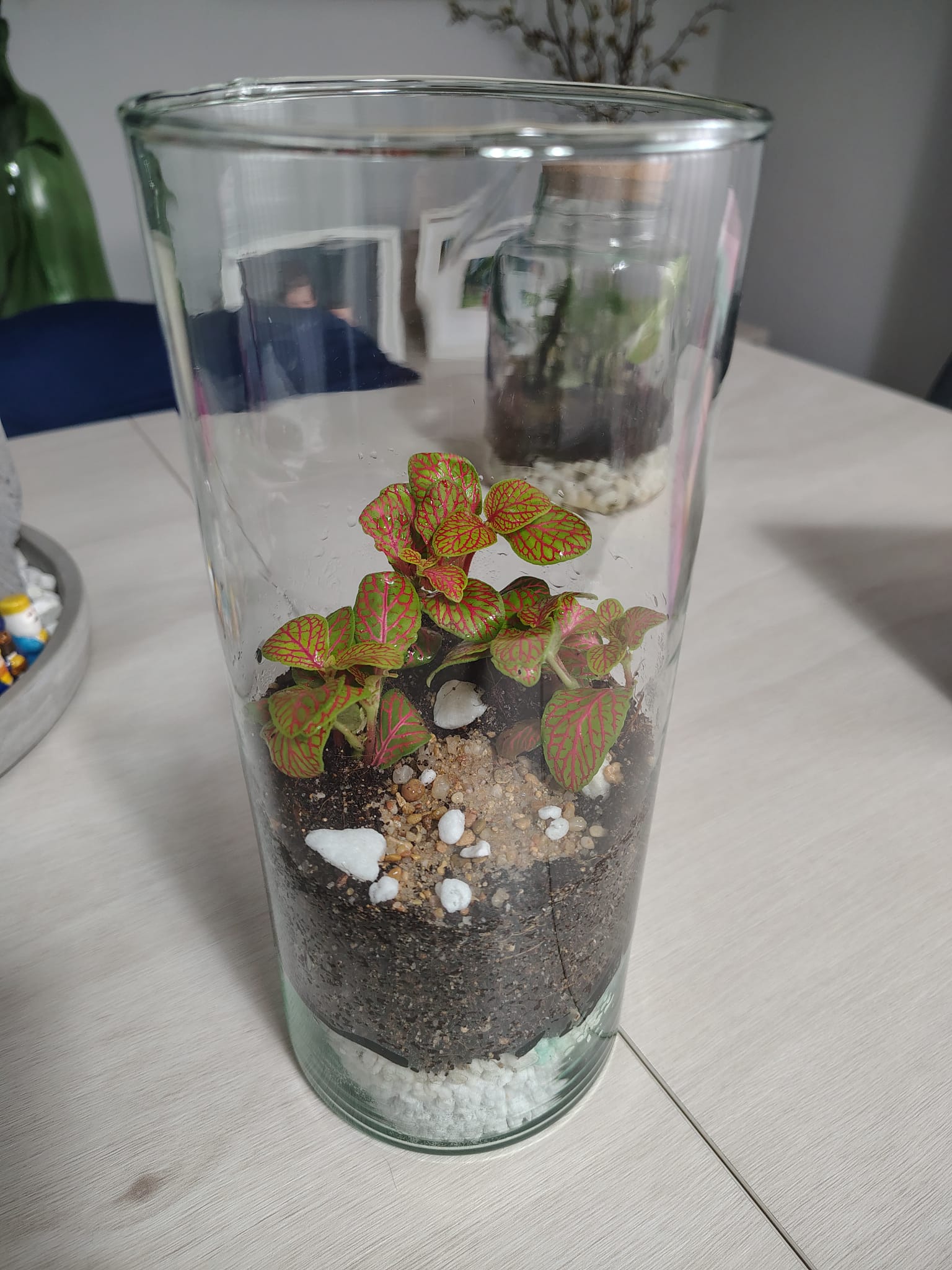 Mi terrario cerrado con Fittonia