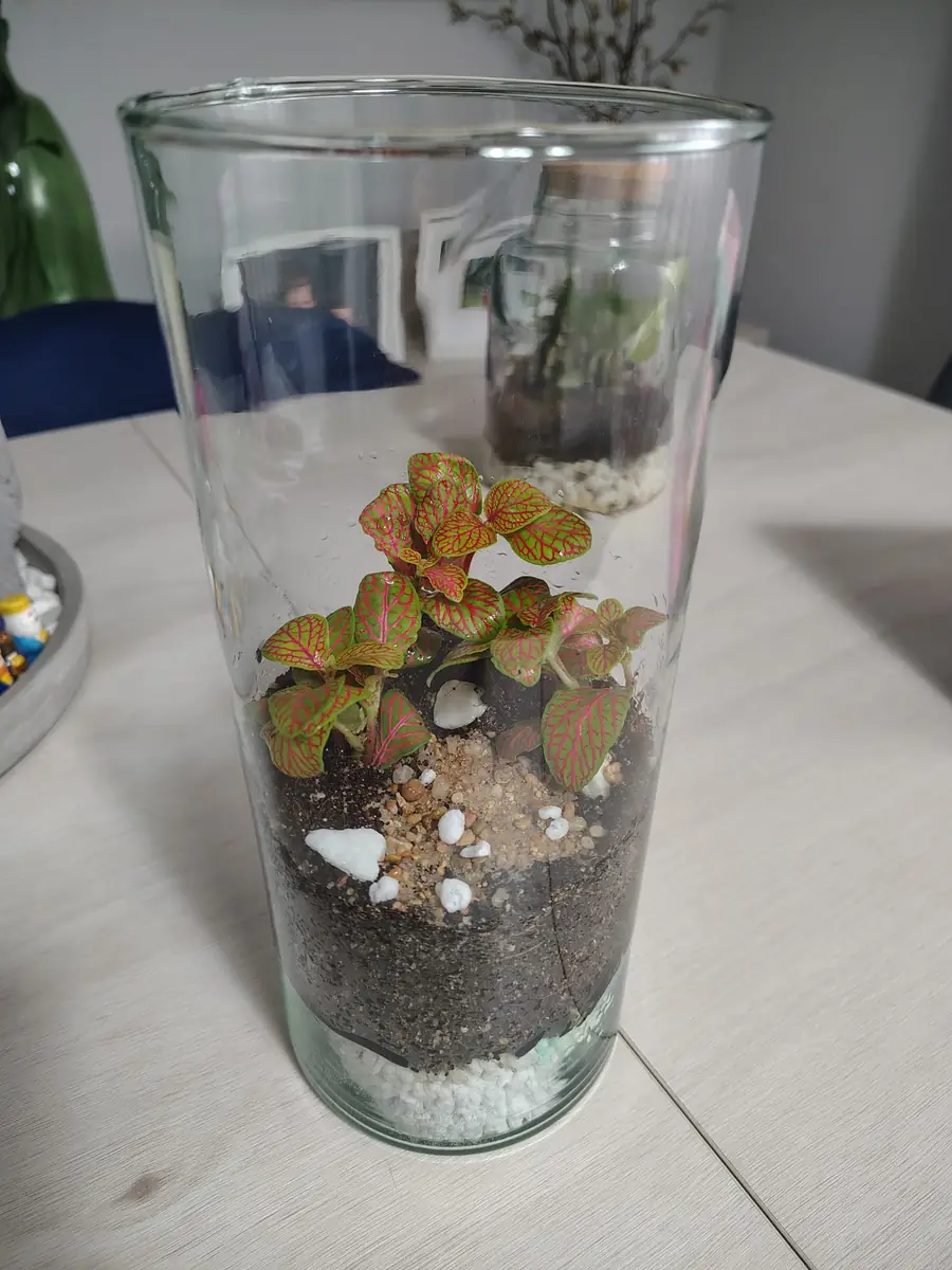 Mi terrario cerrado con Fittonia