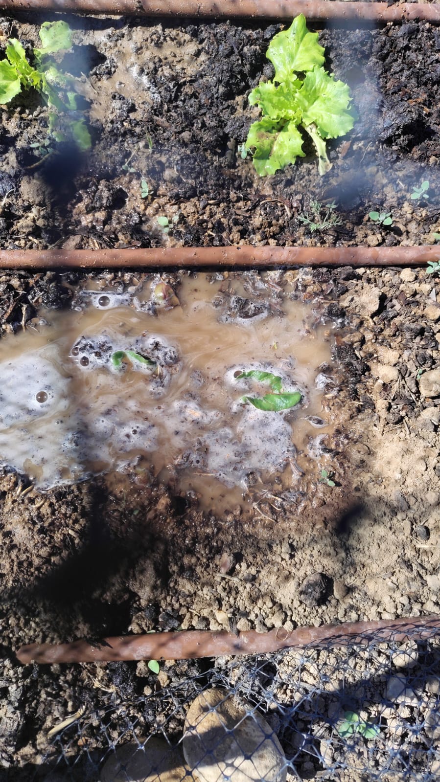 Acelga ahogada en barro