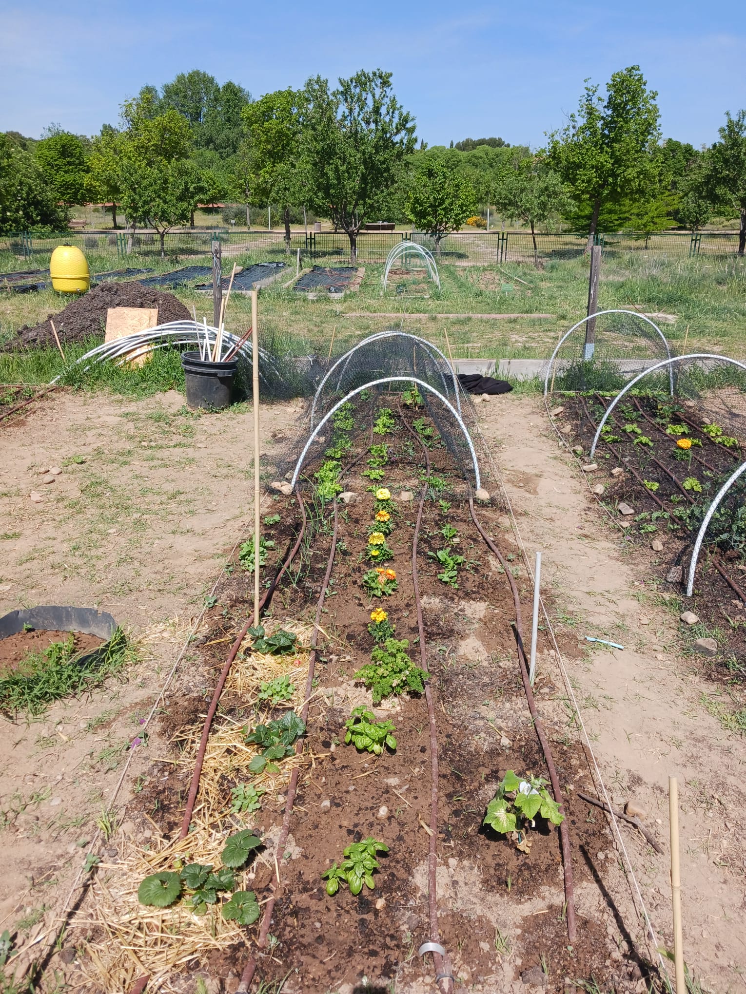 Vista del bancal completo con plantas