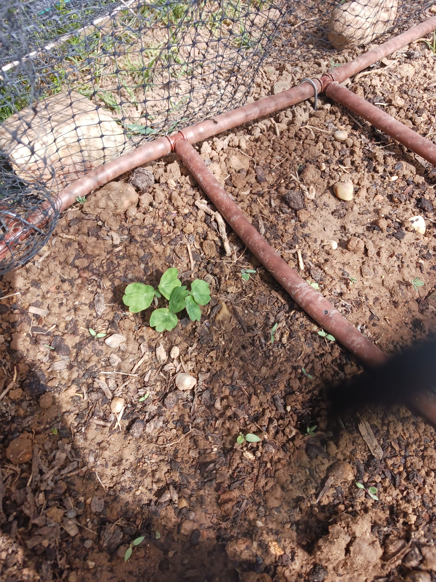 Brote de capuchina verde bajo el tubo de riego