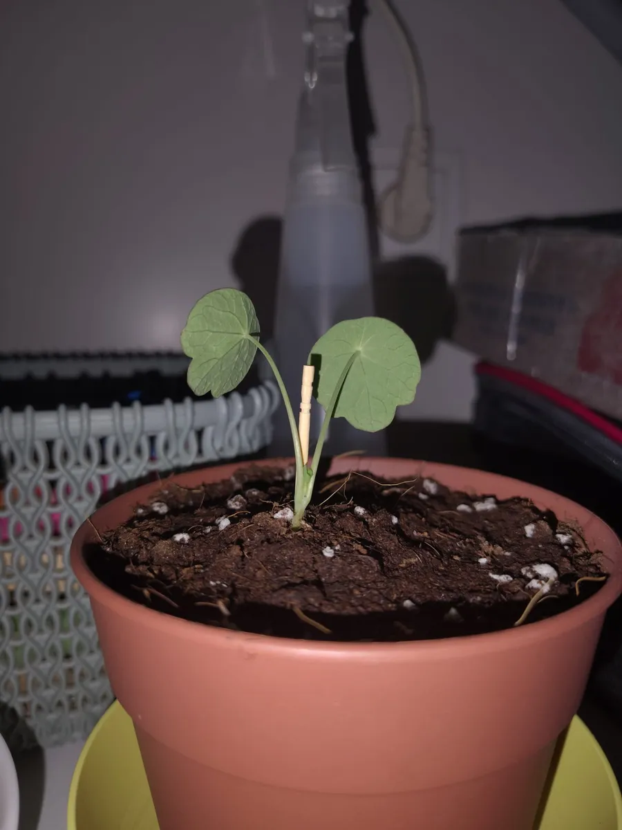 Capuchina joven con dos hojas redondas en una maceta de barro, ya recuperada