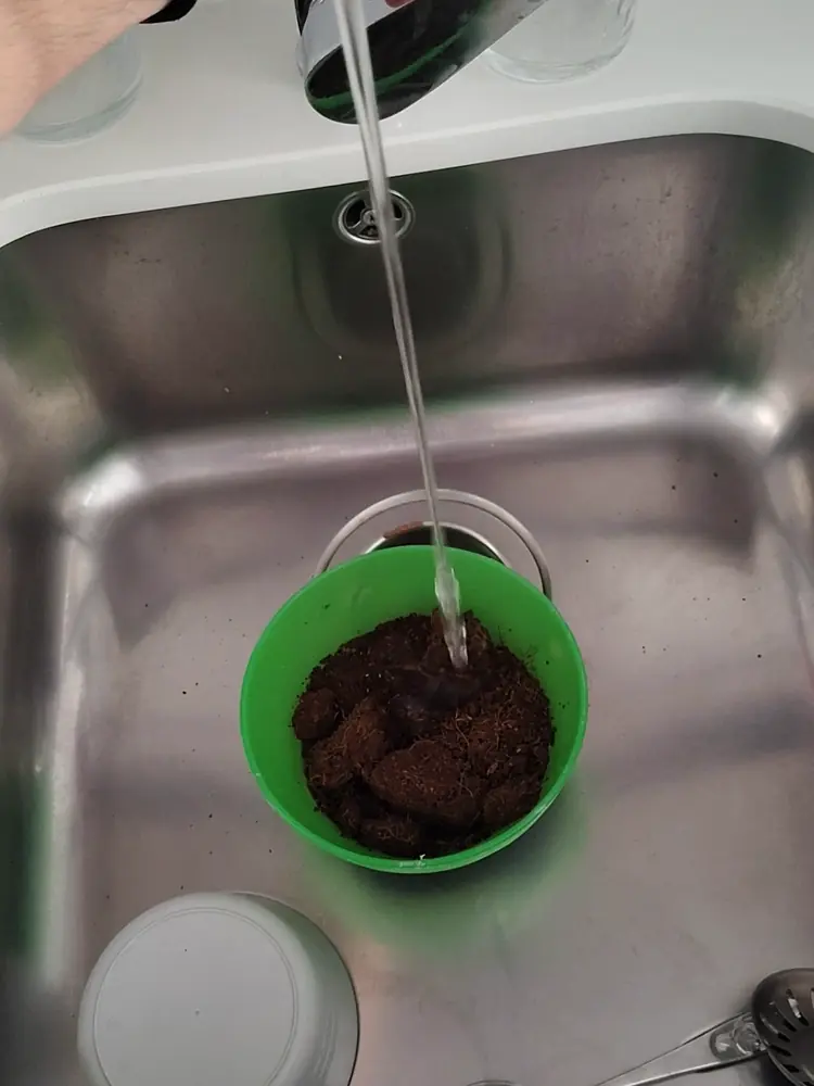Echando agua sobre la fibra de coco seca en un bol verde