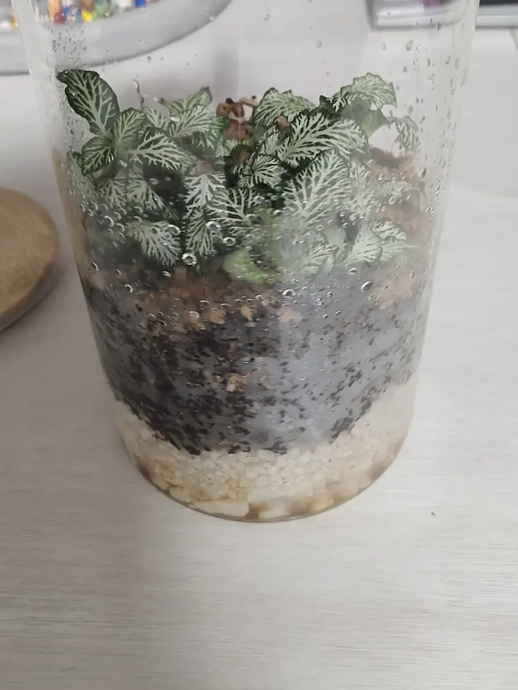 Terrario cerrado con Fittonias de nervios blancos en un tarro de cristal con tapa de bambú