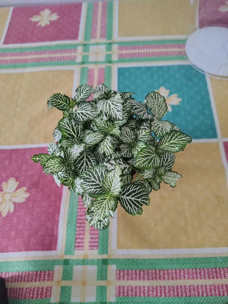 Fittonia de nervios blancos en maceta vista desde arriba