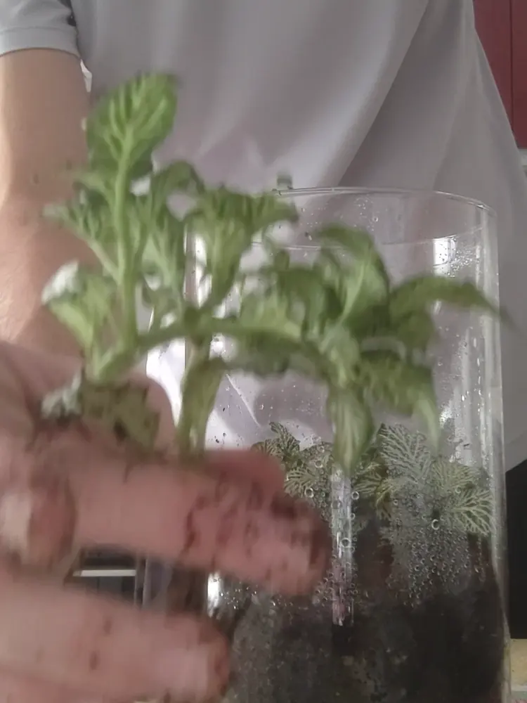 Plantando una Fittonia con raíces dentro del tarro de cristal