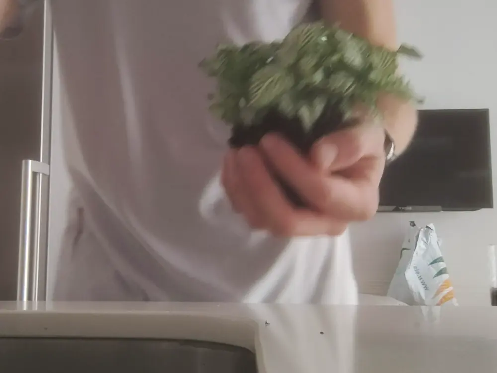 Cepellón de Fittonia en la mano antes de lavar las raíces