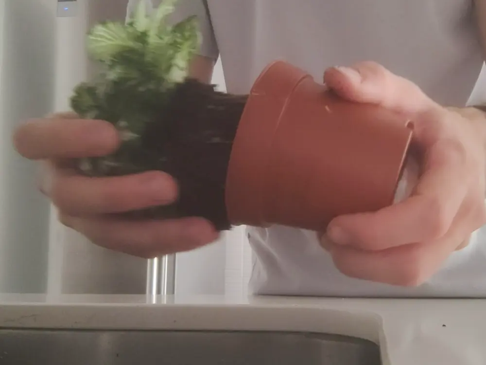 Manos sacando una Fittonia de su maceta de plástico
