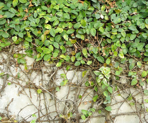 Hojas trepadoras de Ficus Pumila