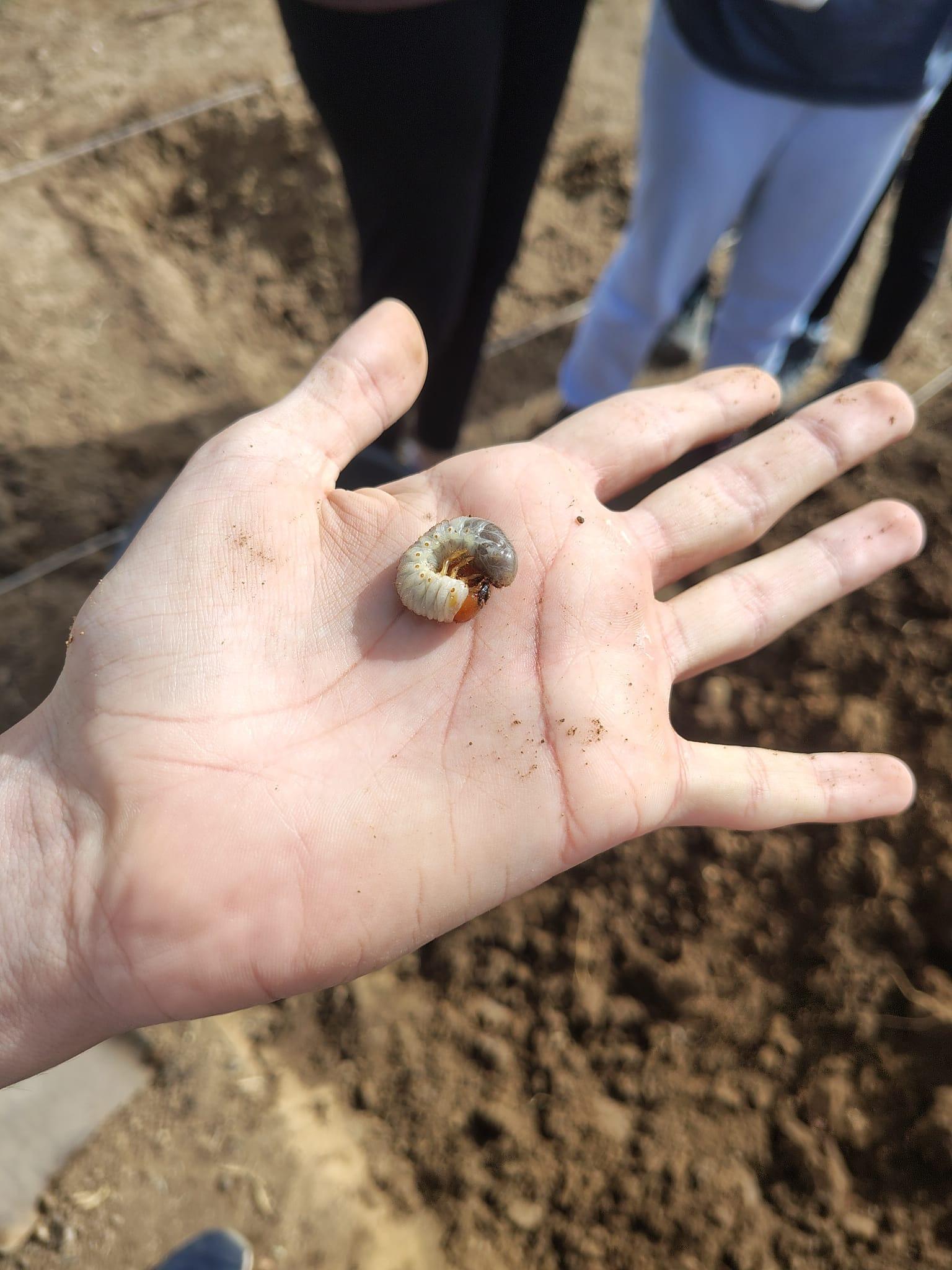 Larva encontrada durante la excavación del huerto