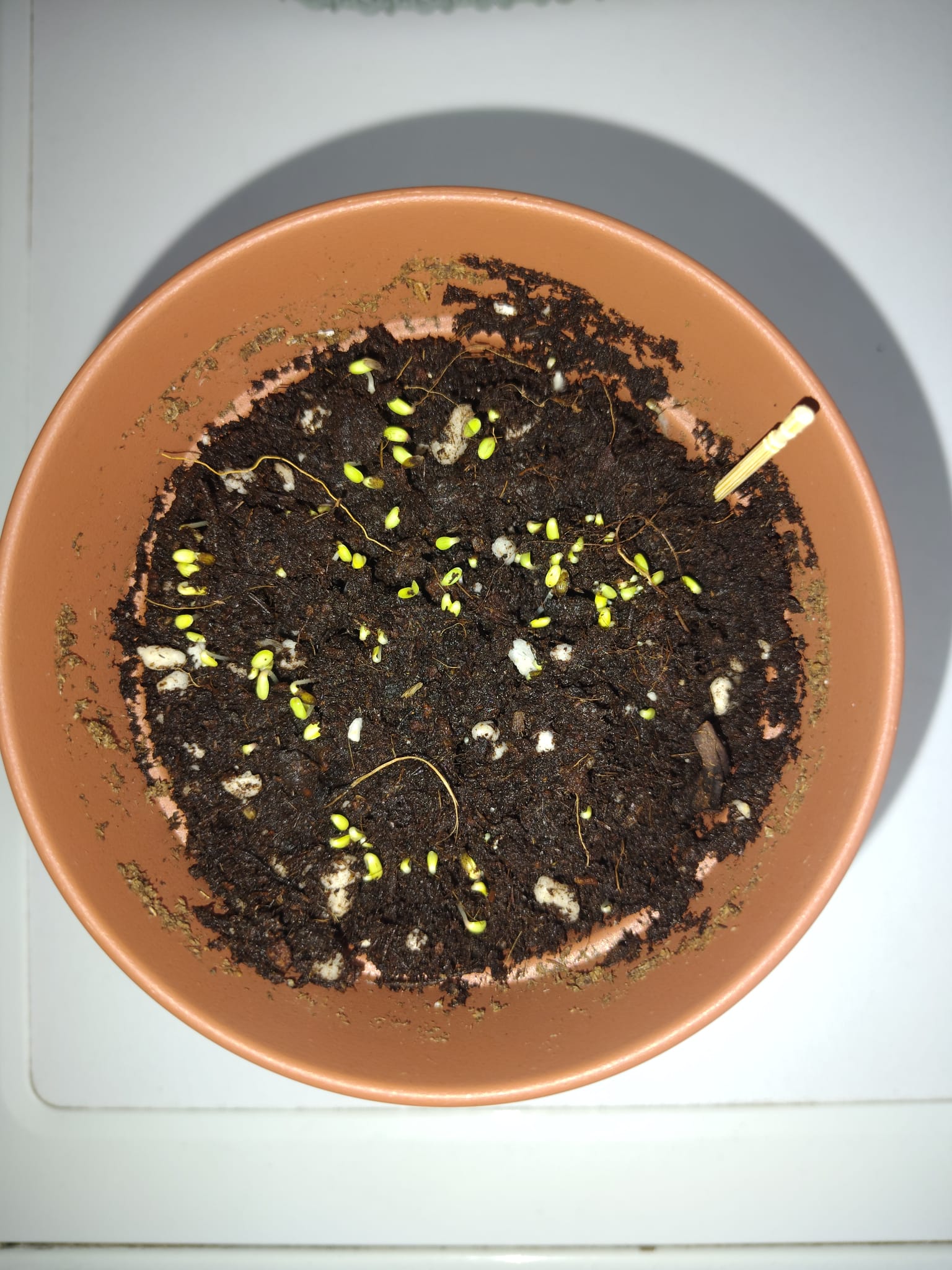 Semillas de lechuga recién germinadas, asomando pequeñas hojitas verdes