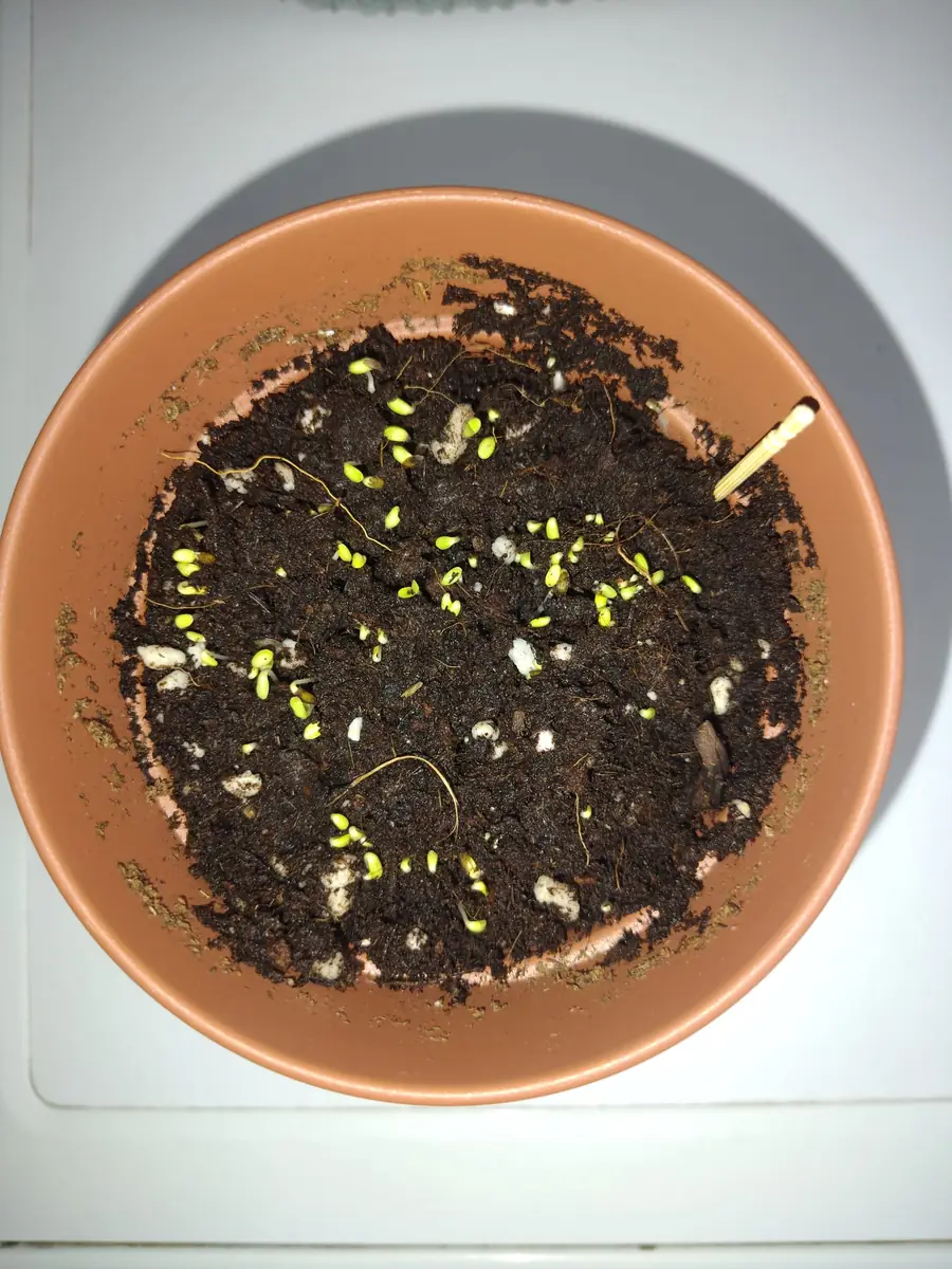 Semillas de lechuga recién germinadas, asomando pequeñas hojitas verdes