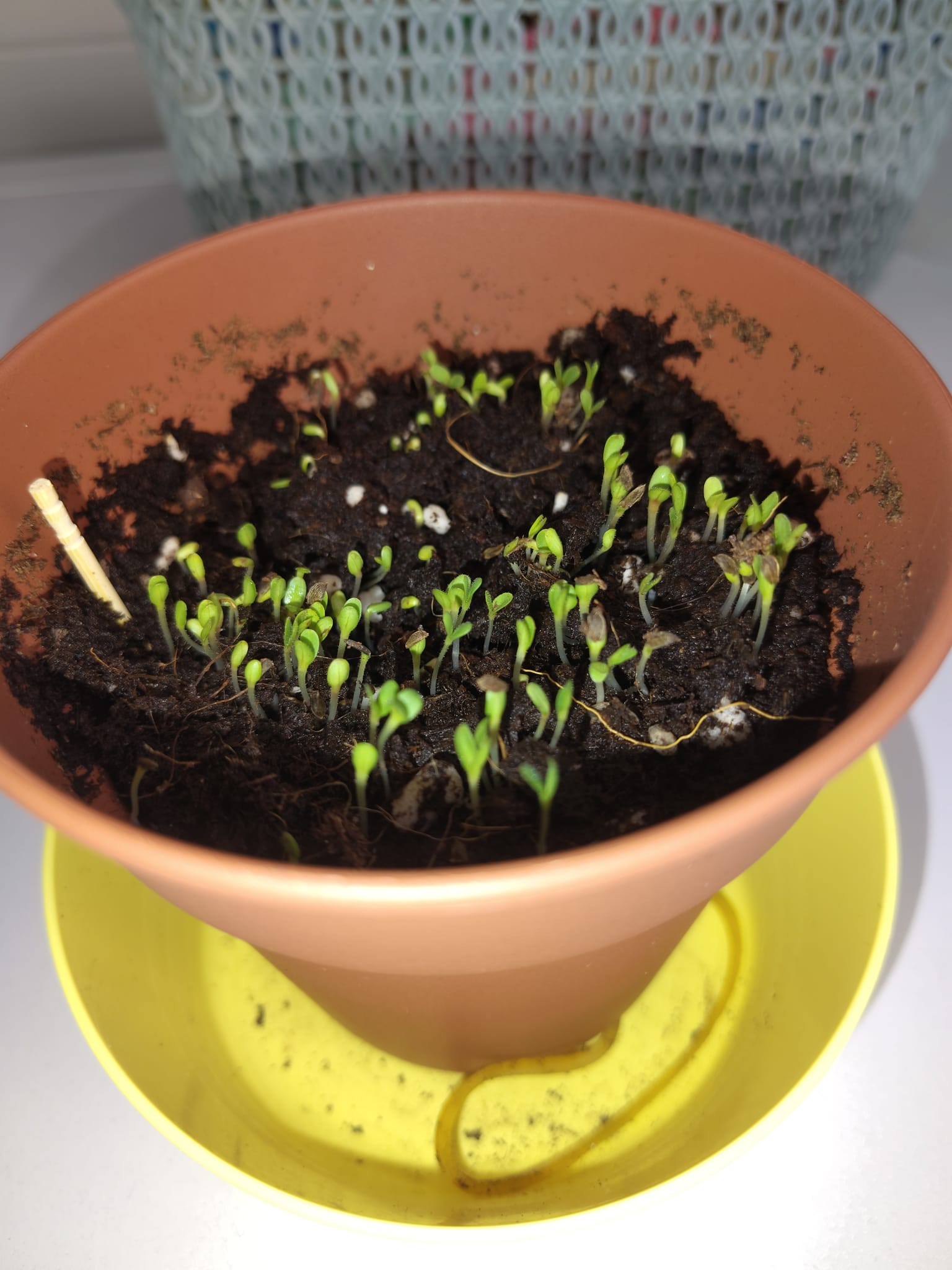 Maceta con un montón de pequeños brotes de lechuga aglomerados