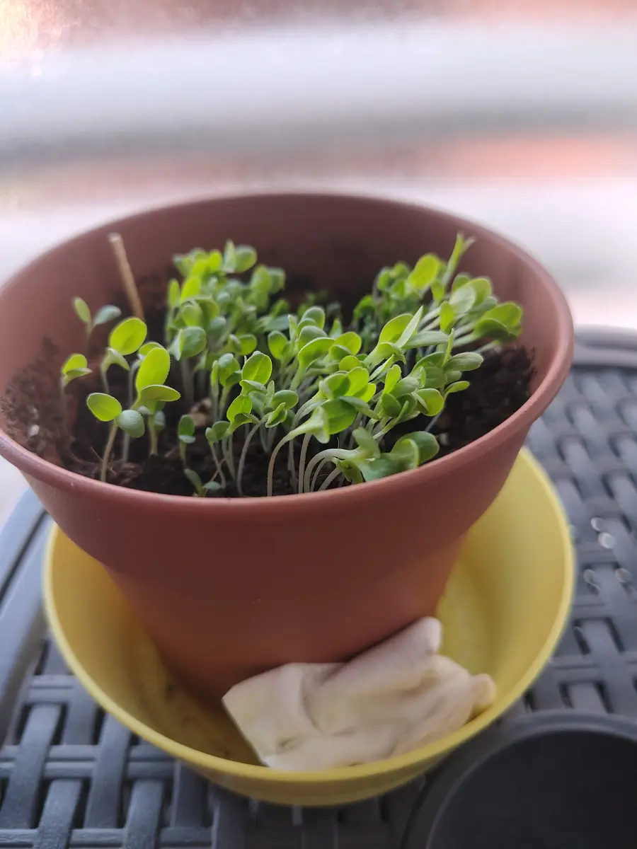 Brotes de lechuga algo más grandes, listos para seleccionar el definitivo