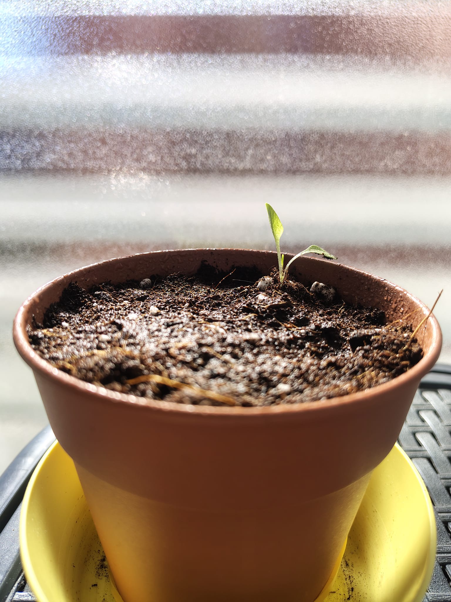 Una única pequeña lechuga creciendo sola en su maceta