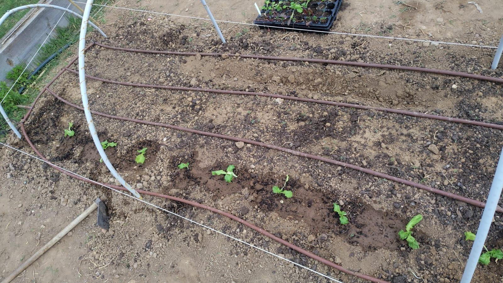 Lechugas plantadas bajo los arcos de riego