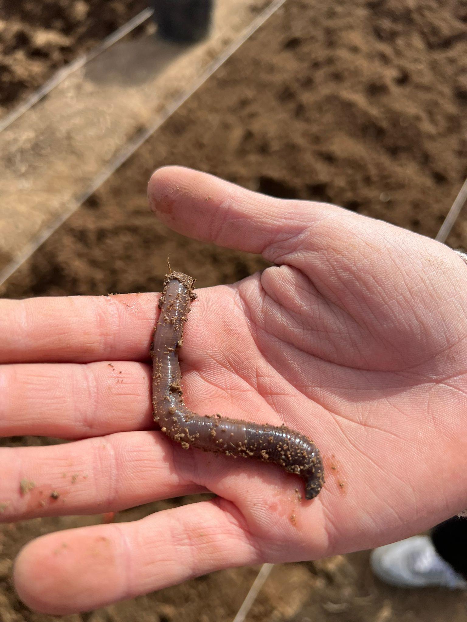 Lombriz de tierra grande encontrada en el bancal