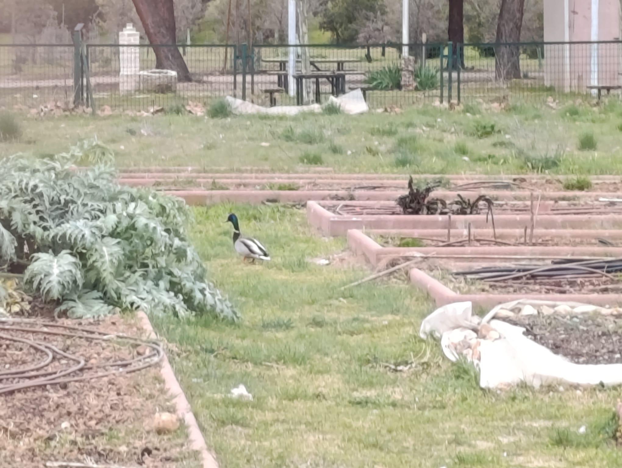 Pato paseando junto a los bancales del huerto