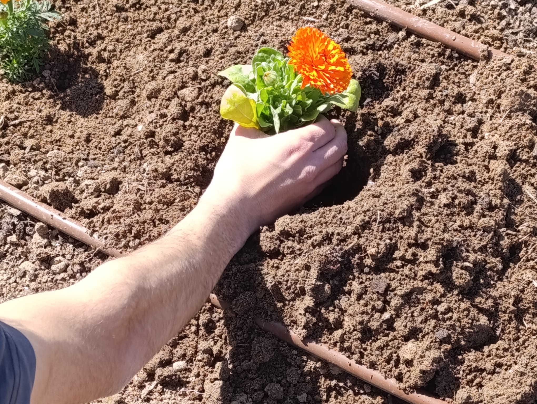 Mano plantando una caléndula naranja en la tierra