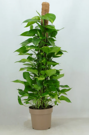Planta Pothos trepando por un tutor de musgo