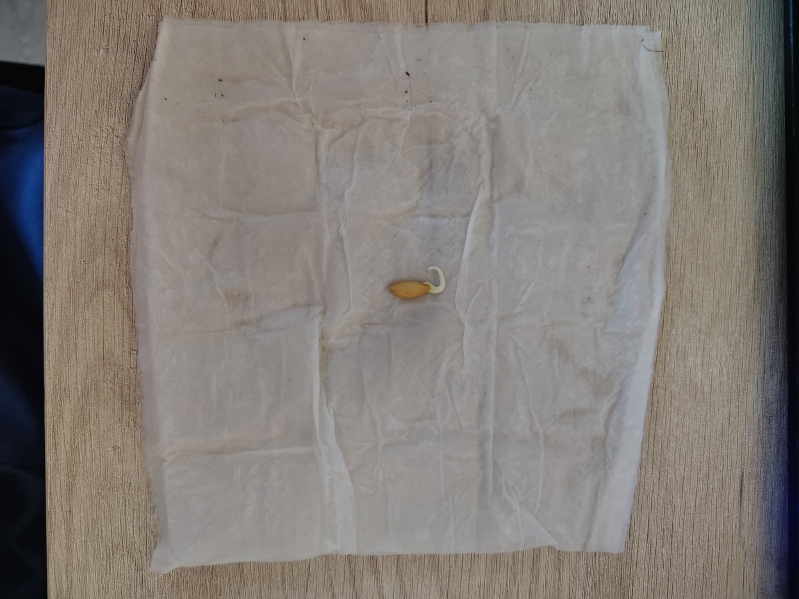 Semilla de melón germinada dentro de la servilleta húmeda