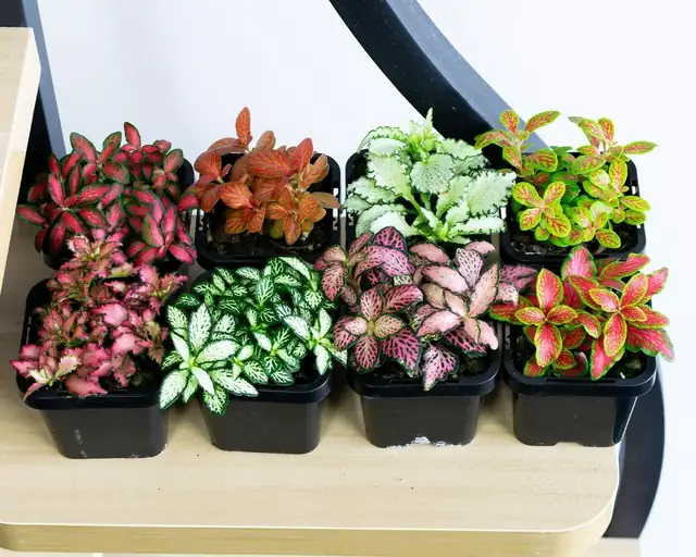 Colección de Fittonias de diferentes colores en macetas