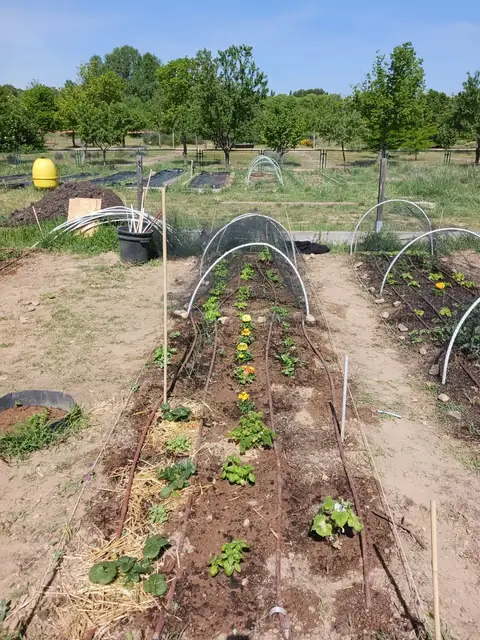 Vista del bancal completo con plantas