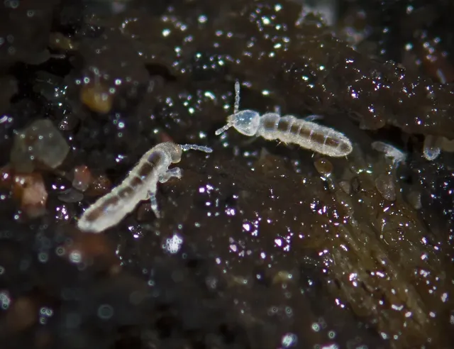 Detalle macro de colémbolos blanquecinos sobre la tierra de una maceta