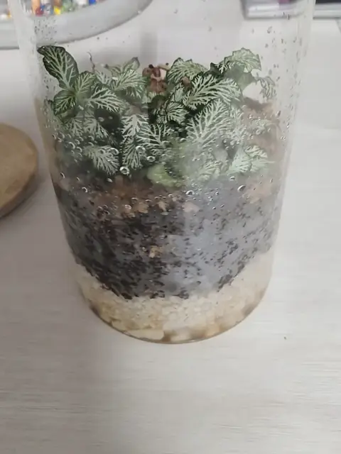 Terrario cerrado con Fittonias en un tarro con tapa de bambú