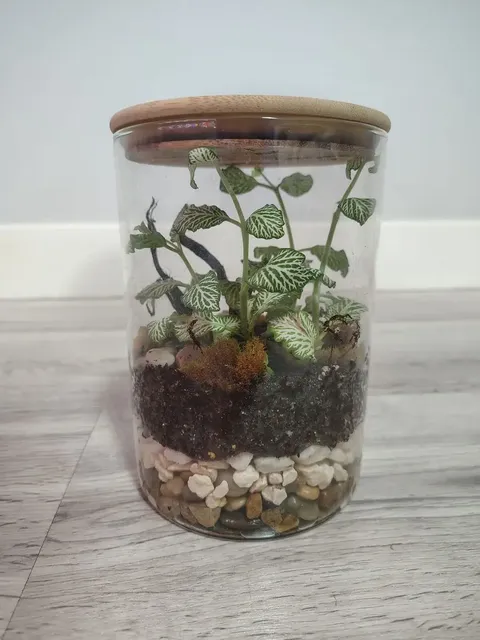 Terrario cerrado en tarro de cristal con tapa de bambú y Fittonia blanca