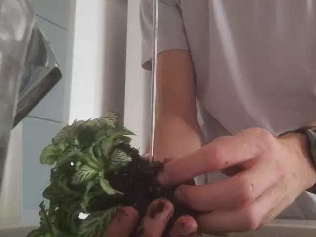 Manos separando las raíces de una Fittonia