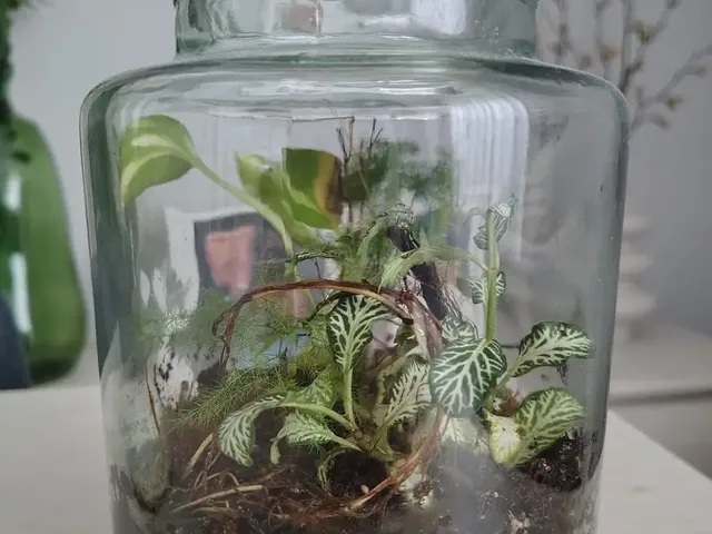 Terrario cerrado con tapa de corcho y una Fittonia