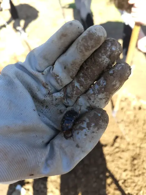 Escarabajo encontrado en el huerto