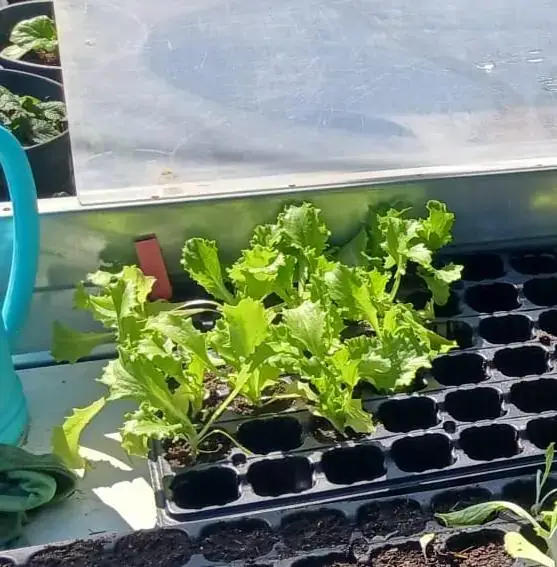 Lechugas frescas creciendo en un semillero al sol