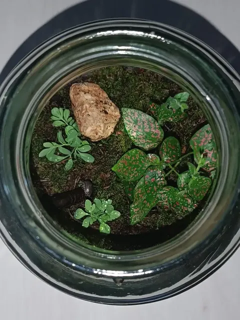 Terrario cerrado visto desde arriba con musgo y plantas