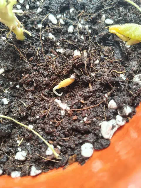 Semilla de melón germinada lista para plantar en tierra