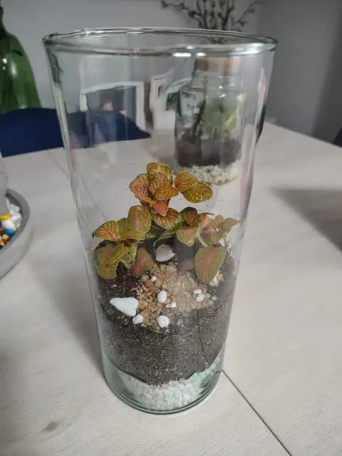 Terrario abierto en un jarrón de cristal alto