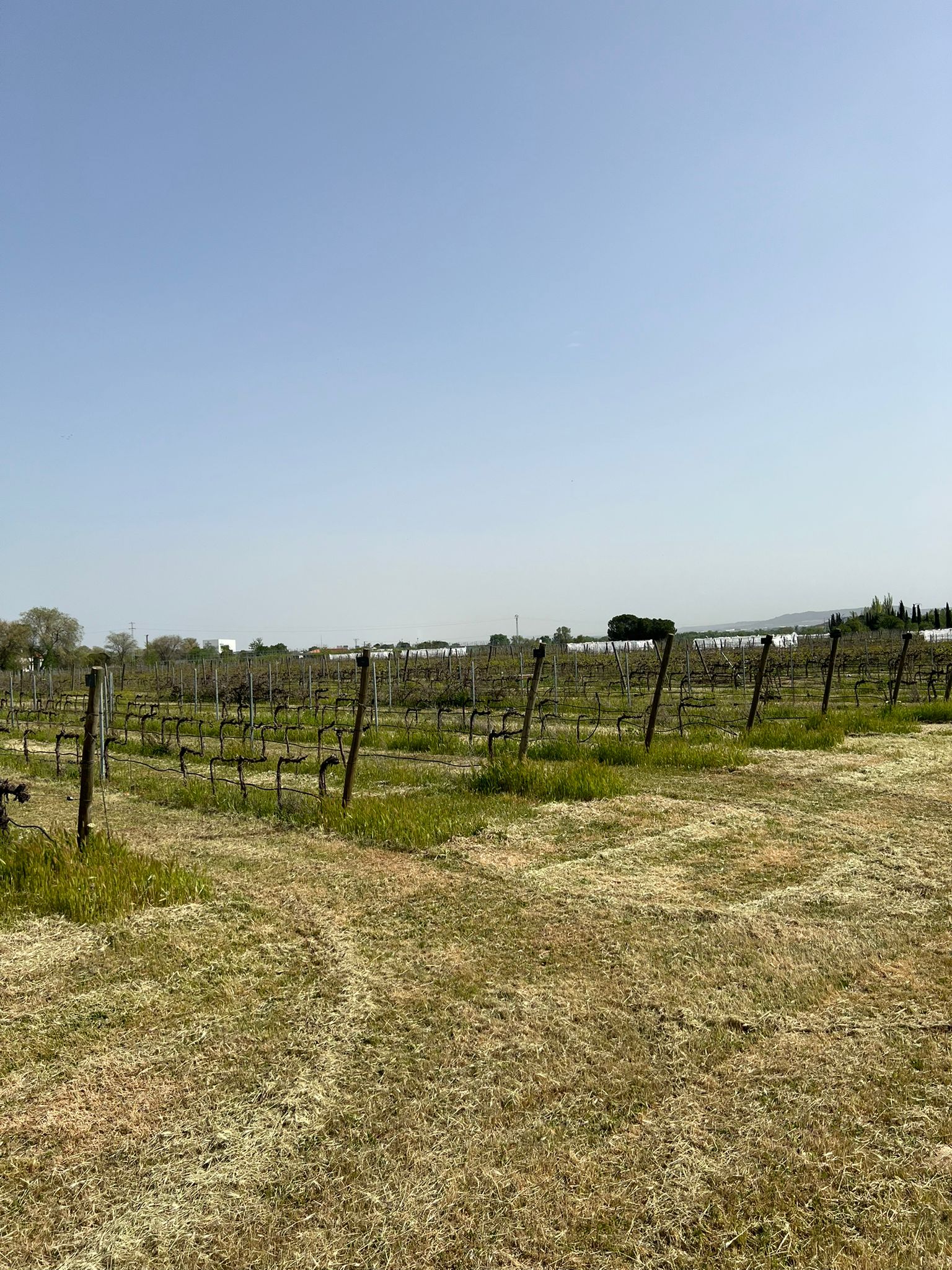 Campo de viñedos a plena luz del día