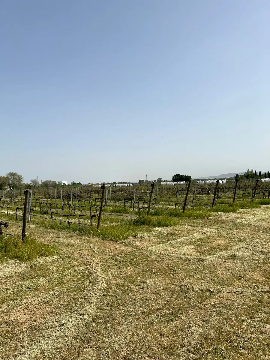 Campo de viñedos a plena luz del día